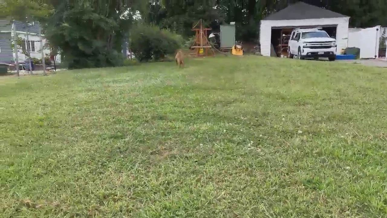 Enlarge Phoebe , a Adoptable mixed breed in Brooklyn, CT video 11/12