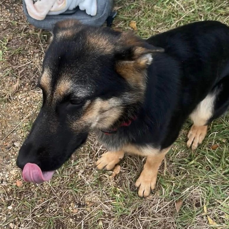 Enlarge Justice, an adopted German Shepherd Dog in Hammond, LA image 3/4