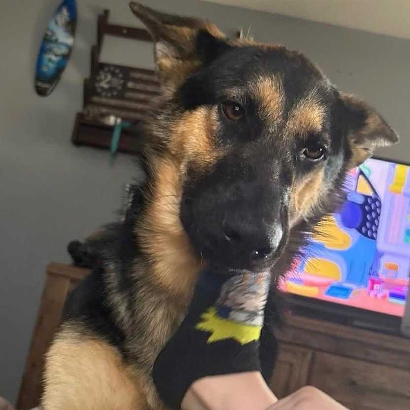 Enlarge Justice, an adopted German Shepherd Dog in Hammond, LA image 1/4