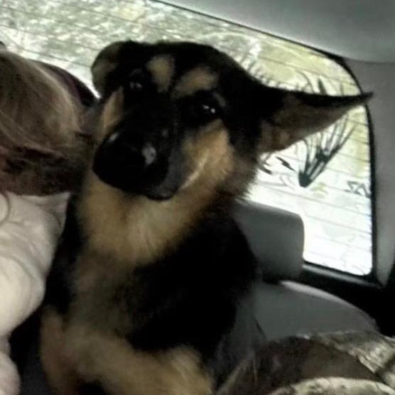 Enlarge Justice, an adopted German Shepherd Dog in Hammond, LA image 4/4