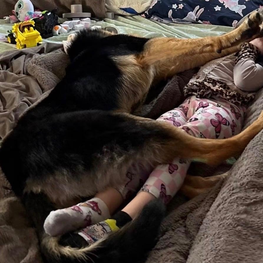 Enlarge Justice, an adopted German Shepherd Dog in Hammond, LA image 2/4
