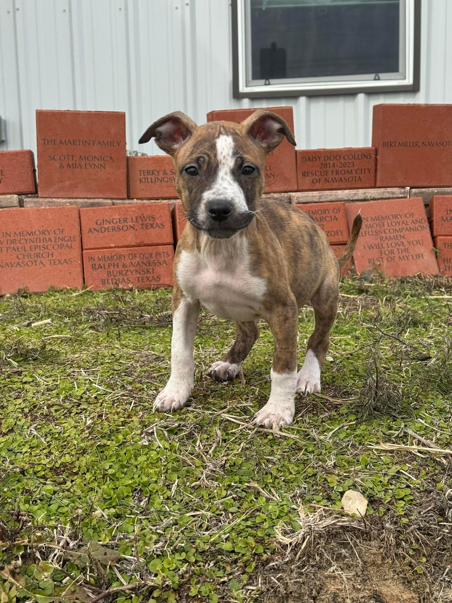 Enlarge Dimple, a ADOPTABLE mixed breed in Anderson, TX image 1/1