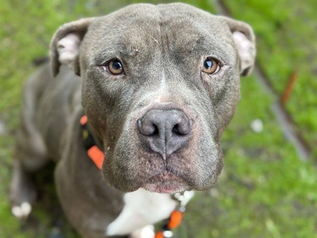 NELLIE, Adoptable, Adult Male Pit Bull Terrier.