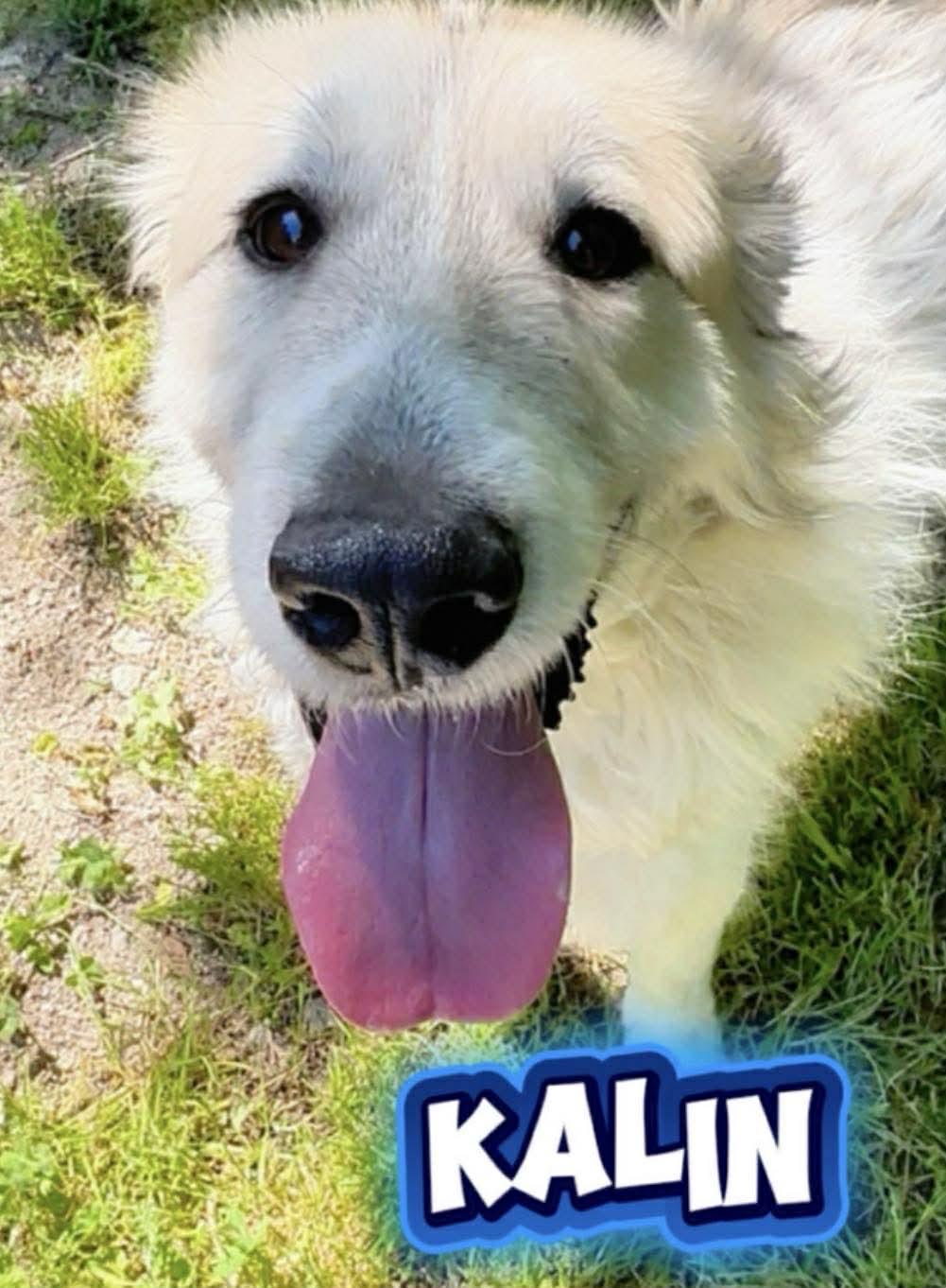 Kalin, a Adopted Great Pyrenees in Thomasville, NC image 2/2