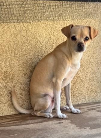 Taco, a Adoptable mixed breed image 1/2