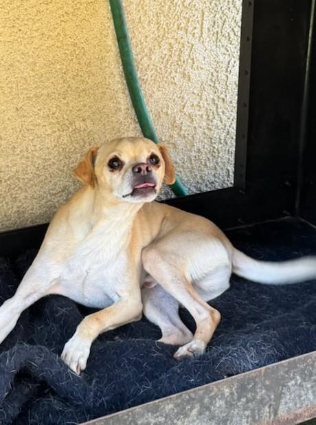 Taco, Adoptable, Adult Male Terrier.