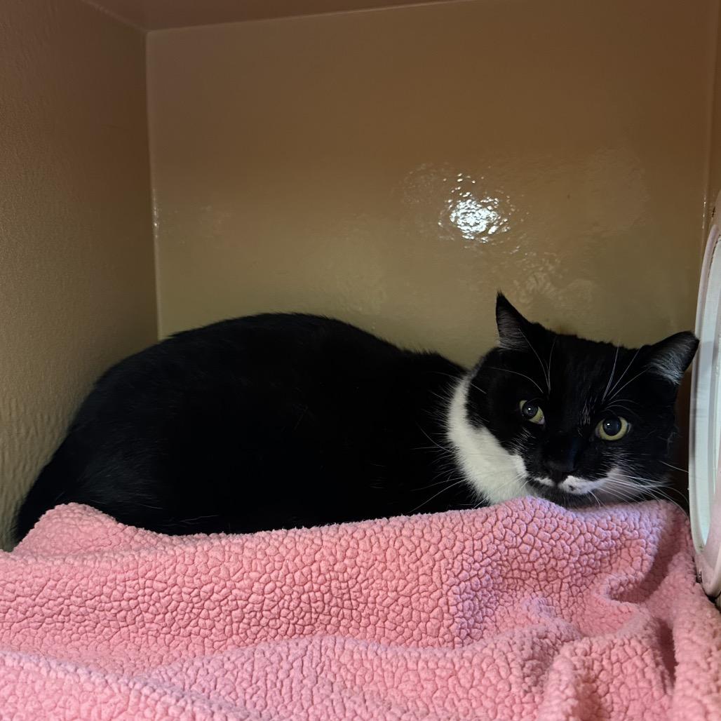 Hvitserk or "Zerky", Adoptable, Adult Male Domestic Short Hair.