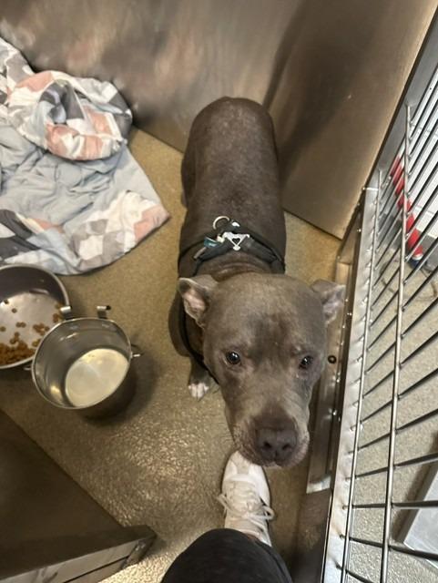 Touya, a Adoptable mixed breed in Rome, GA image 1/4