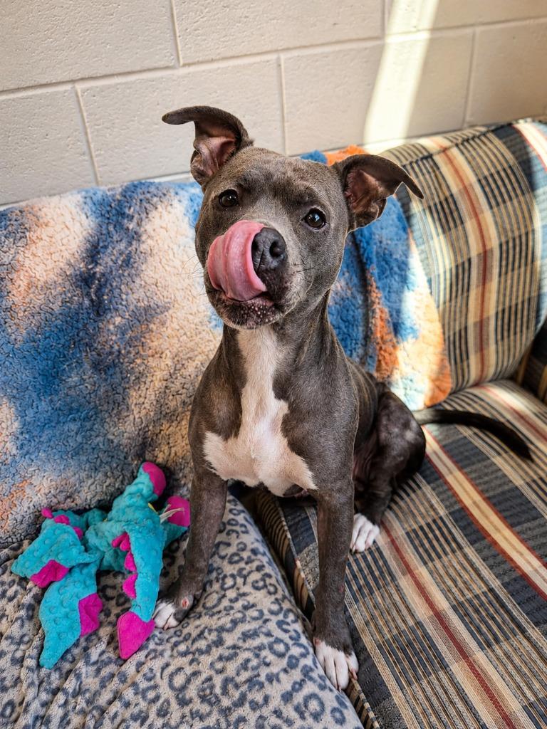Touya, a Adoptable mixed breed in Rome, GA image 2/4