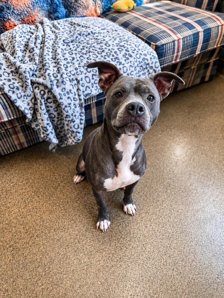 Touya, a Adoptable mixed breed in Rome, GA image 3/4