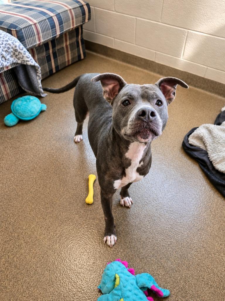 Touya, a Adoptable mixed breed in Rome, GA image 4/4