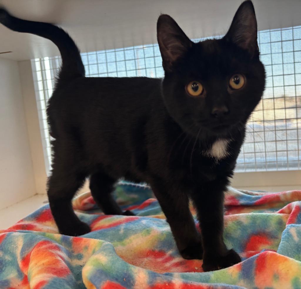 Coffey Eddy, Adoptable, Young Male Domestic Short Hair.