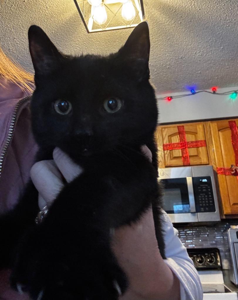 Coffey Eddy, a Adoptable mixed breed in Gorham, ME image 2/3