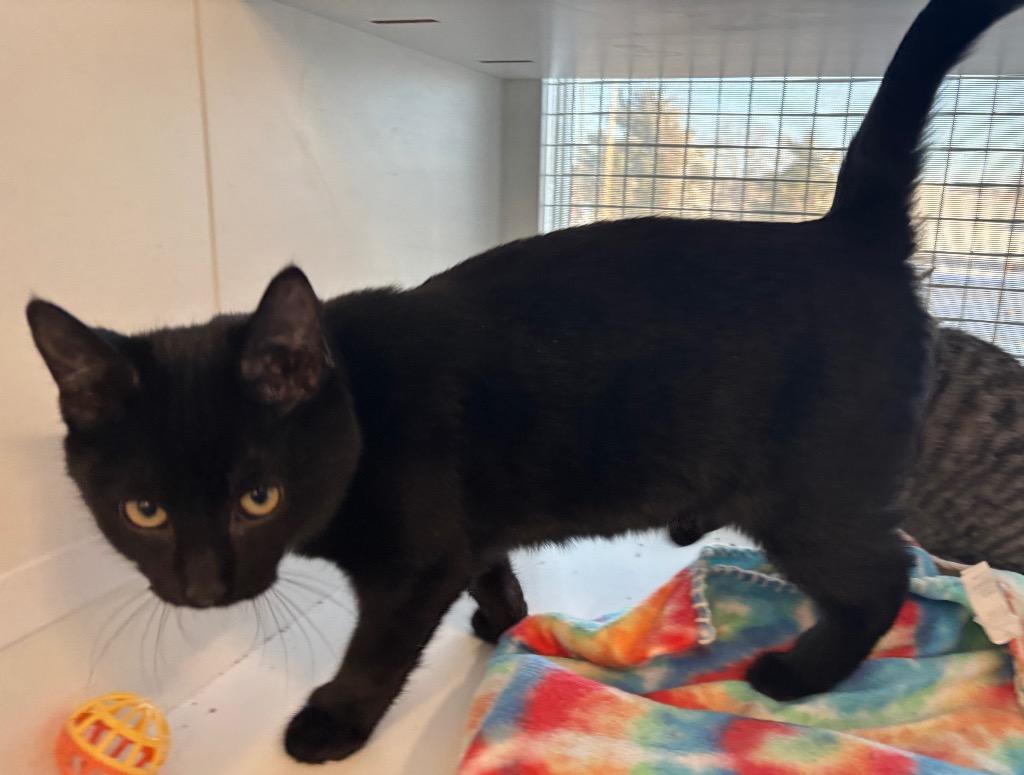 Coffey Eddy, a Adoptable mixed breed in Gorham, ME image 3/3