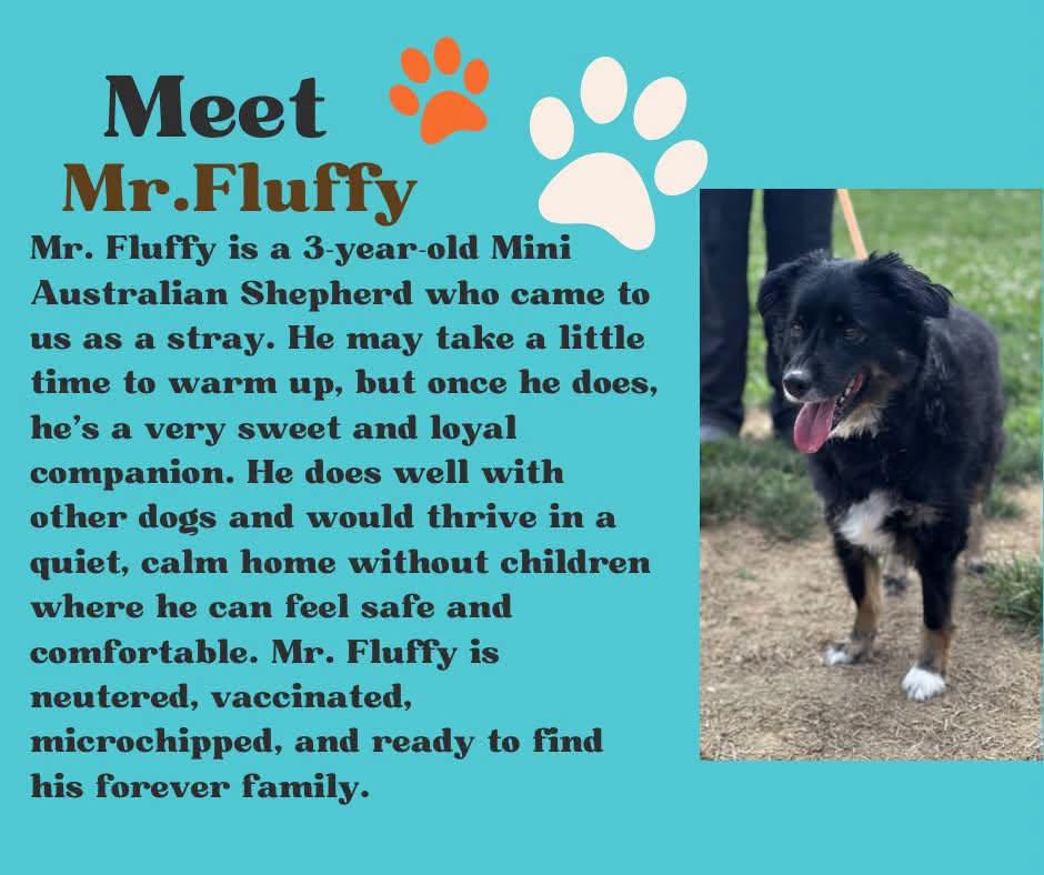 Mr. Fluffy, Adoptable, Adult Male Australian Shepherd & Mixed Breed.