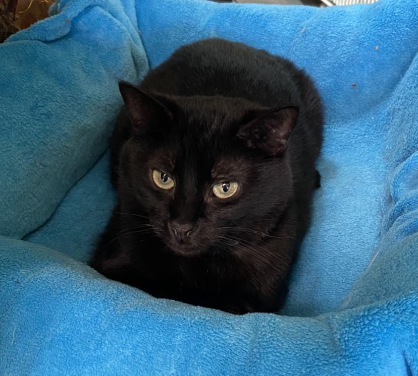 Tucker, Adoptable, Senior Male Domestic Short Hair.