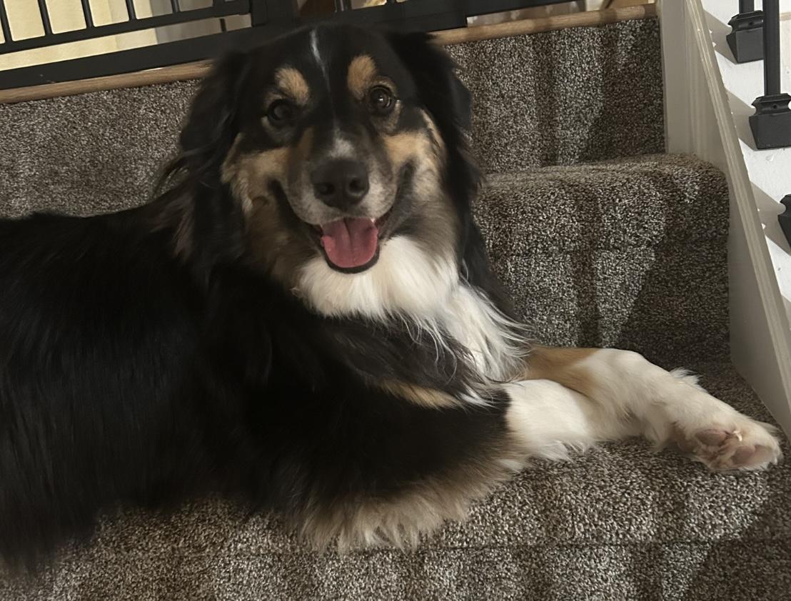 Rosie, Adult Female unknown