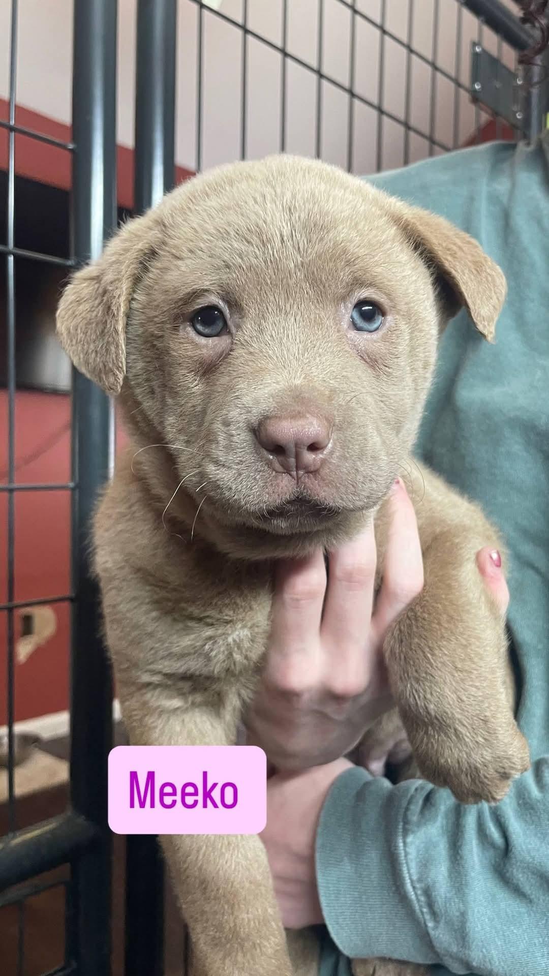 MEEKO, Adoptable, Puppy Female Labrador Retriever & Chow Chow.
