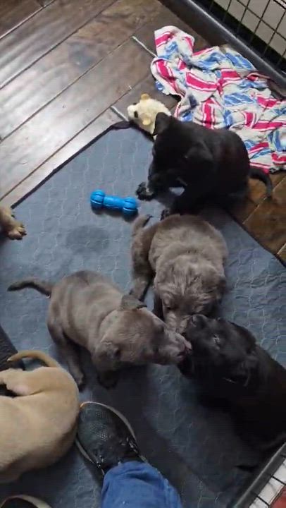 Enlarge MEEKO, an adopted mixed breed in Manchester, CT video 5/5