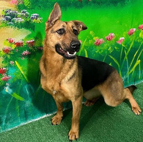 Ms. loving Nala, a Adoptable mixed breed in Ridgefield, WA image 4/6