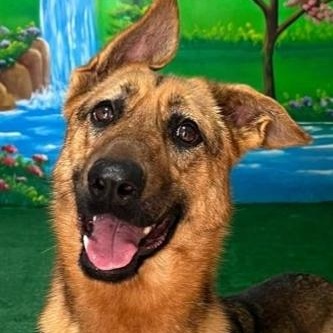 Ms. loving Nala, Adoptable, Young Female German Shepherd Dog & Australian Shepherd.