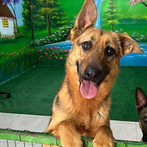 Ms. loving Nala, a Adoptable mixed breed in Ridgefield, WA image 5/6