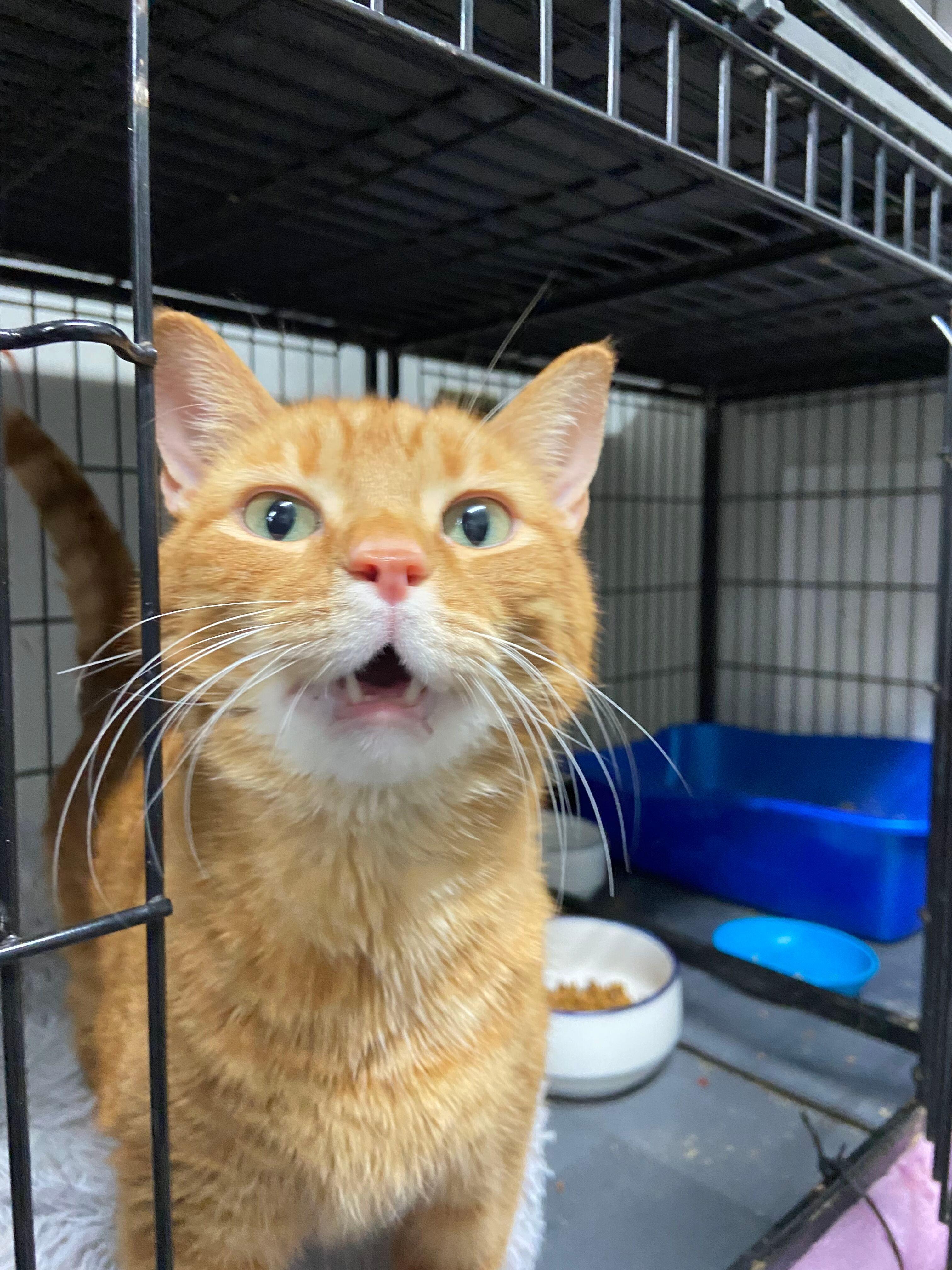 Enlarge Luther, an adopted Tabby in Peru, IN image 3/6