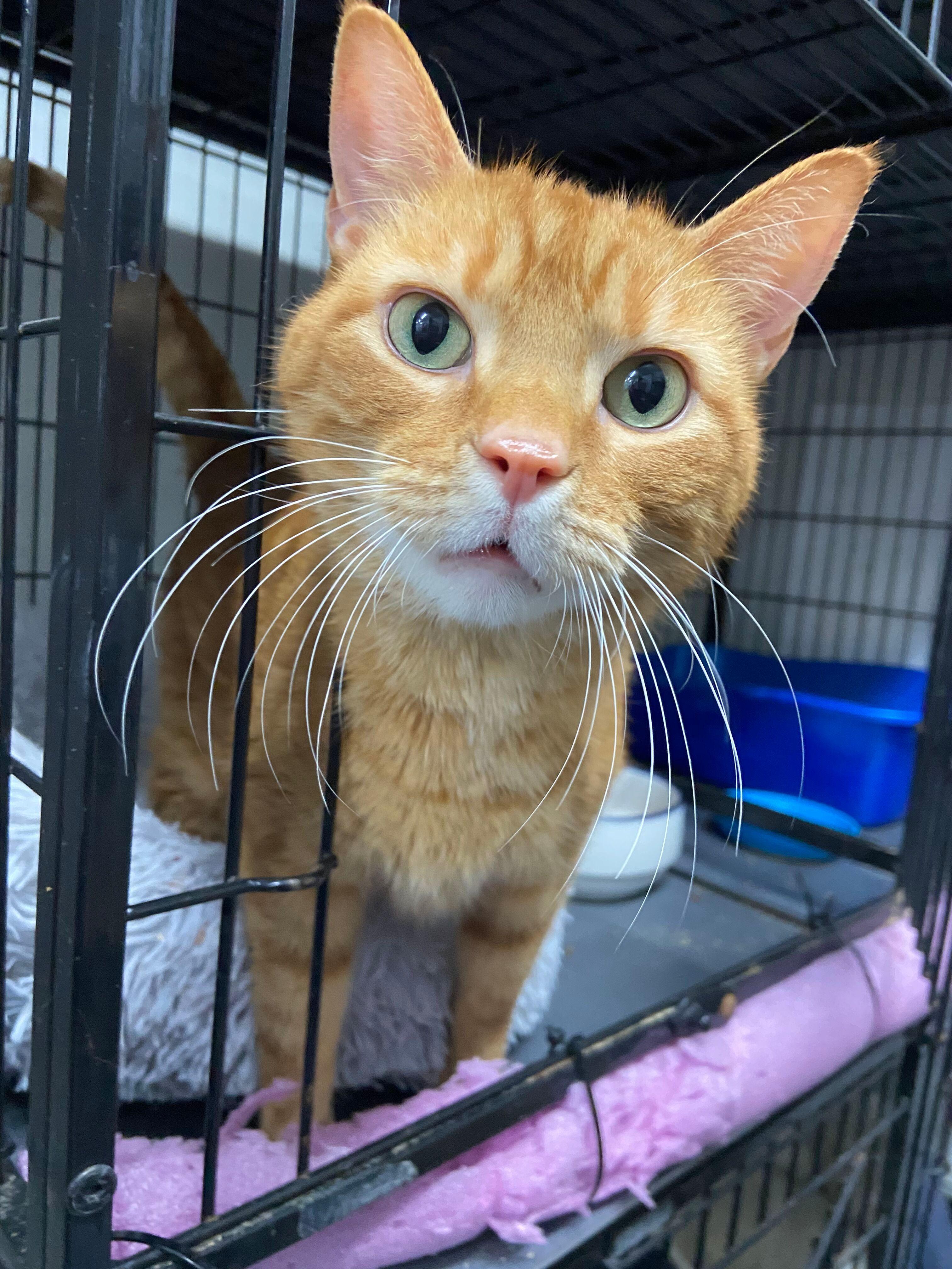 Luther, adopted, Adult Male Tabby.