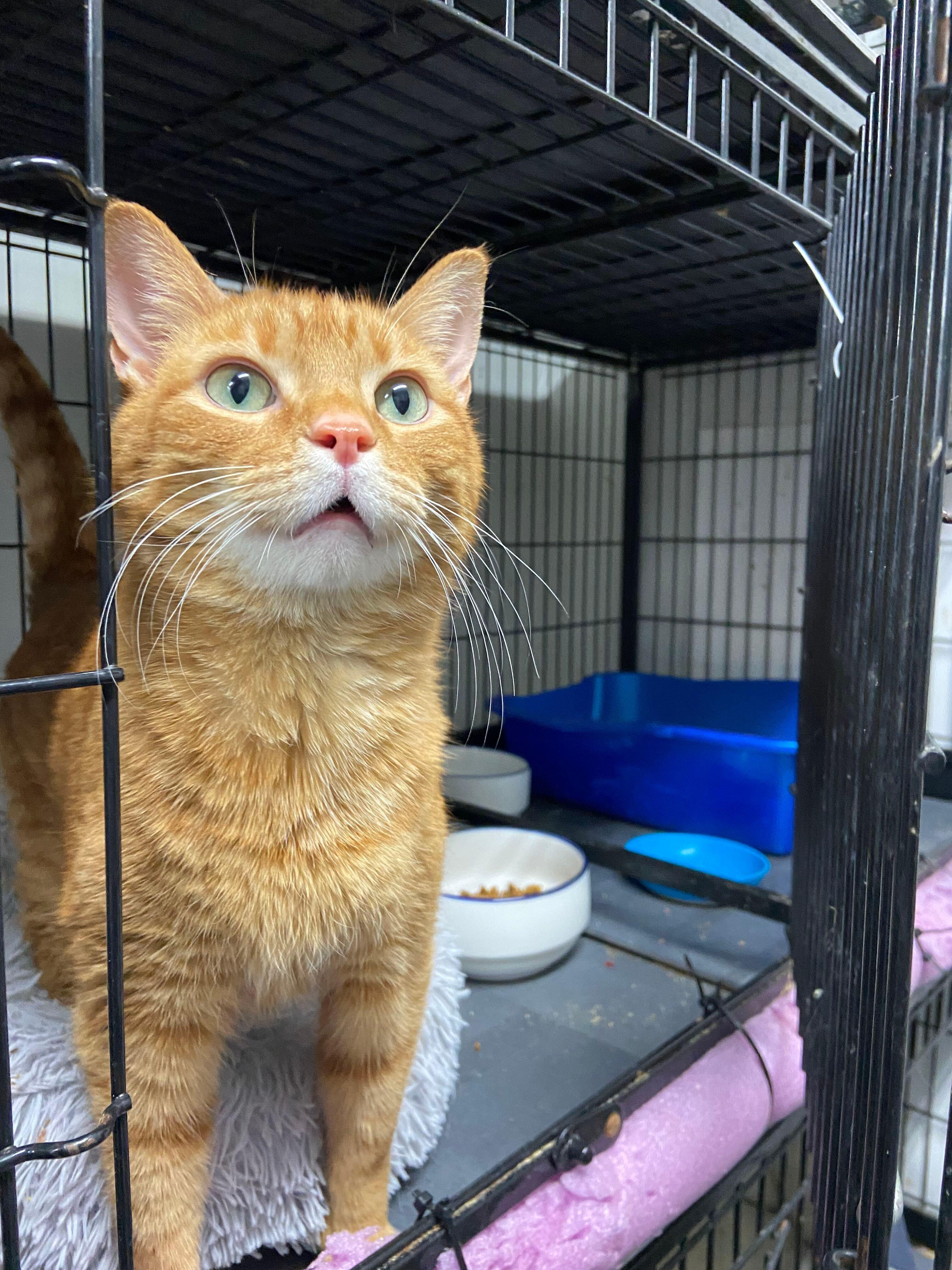 Enlarge Luther, an adopted Tabby in Peru, IN image 4/6