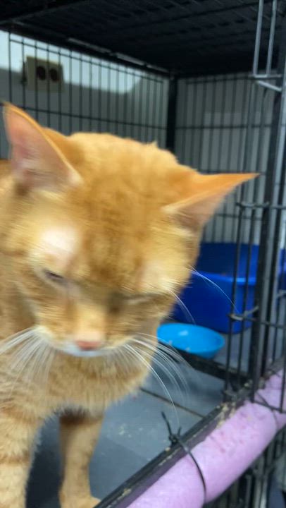 Enlarge Luther, an adopted Tabby in Peru, IN video 6/6