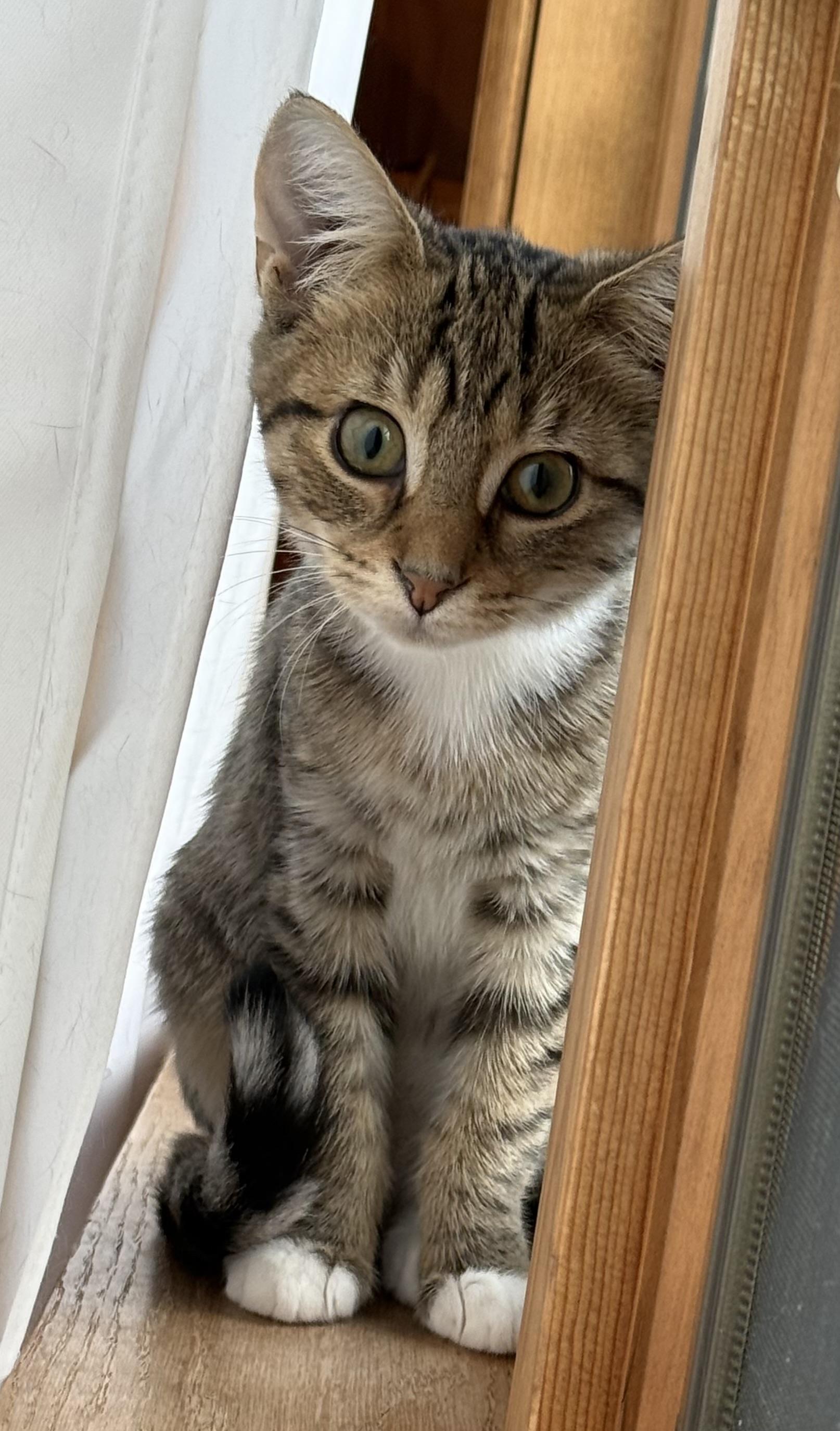 Enlarge Honey, a Adoptable Domestic Short Hair in CANONSBURG, PA image 1/2