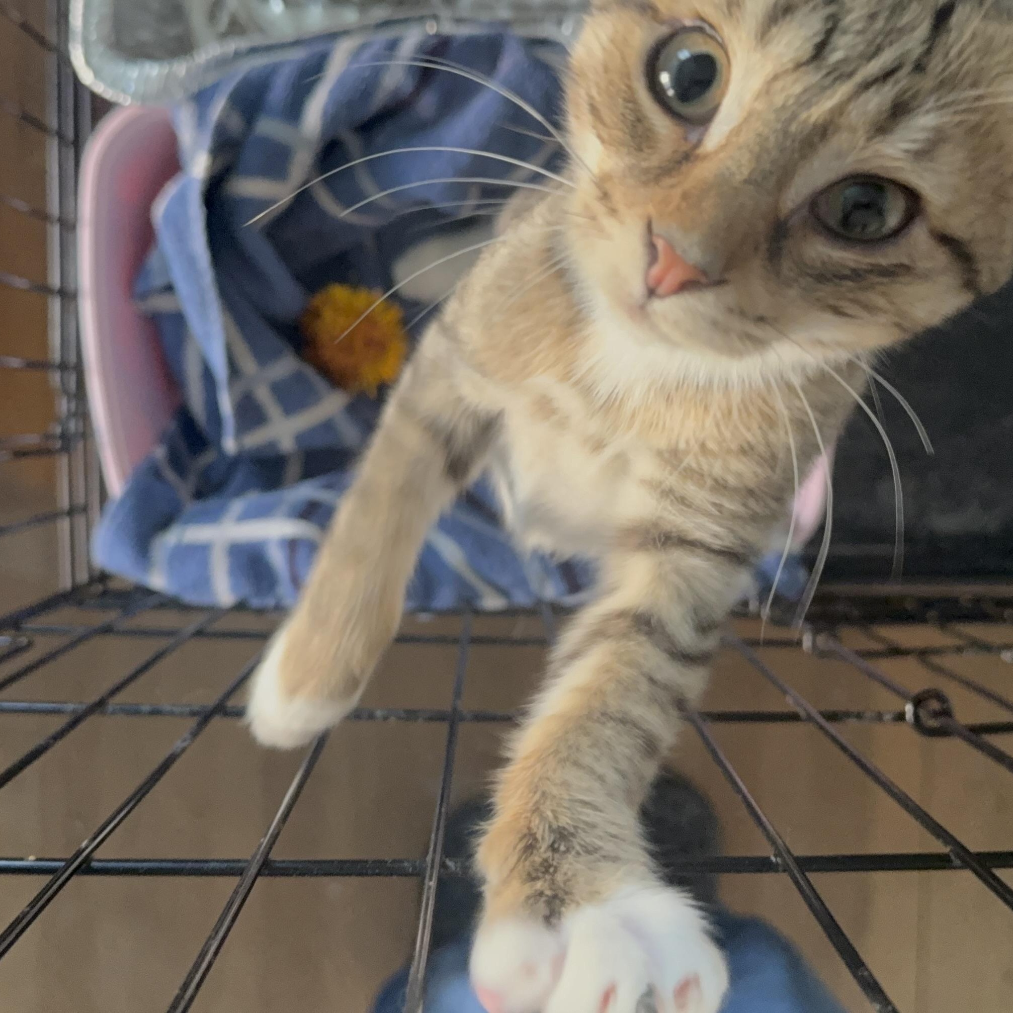 Enlarge Honey, a Adoptable Domestic Short Hair in CANONSBURG, PA image 2/2