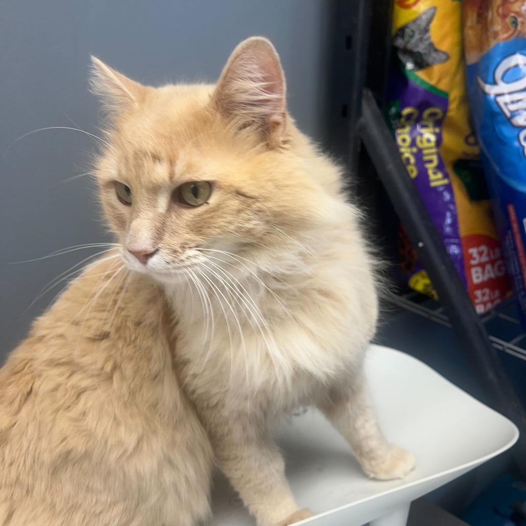 Simba, Adoptable, Kitten Male Domestic Long Hair.