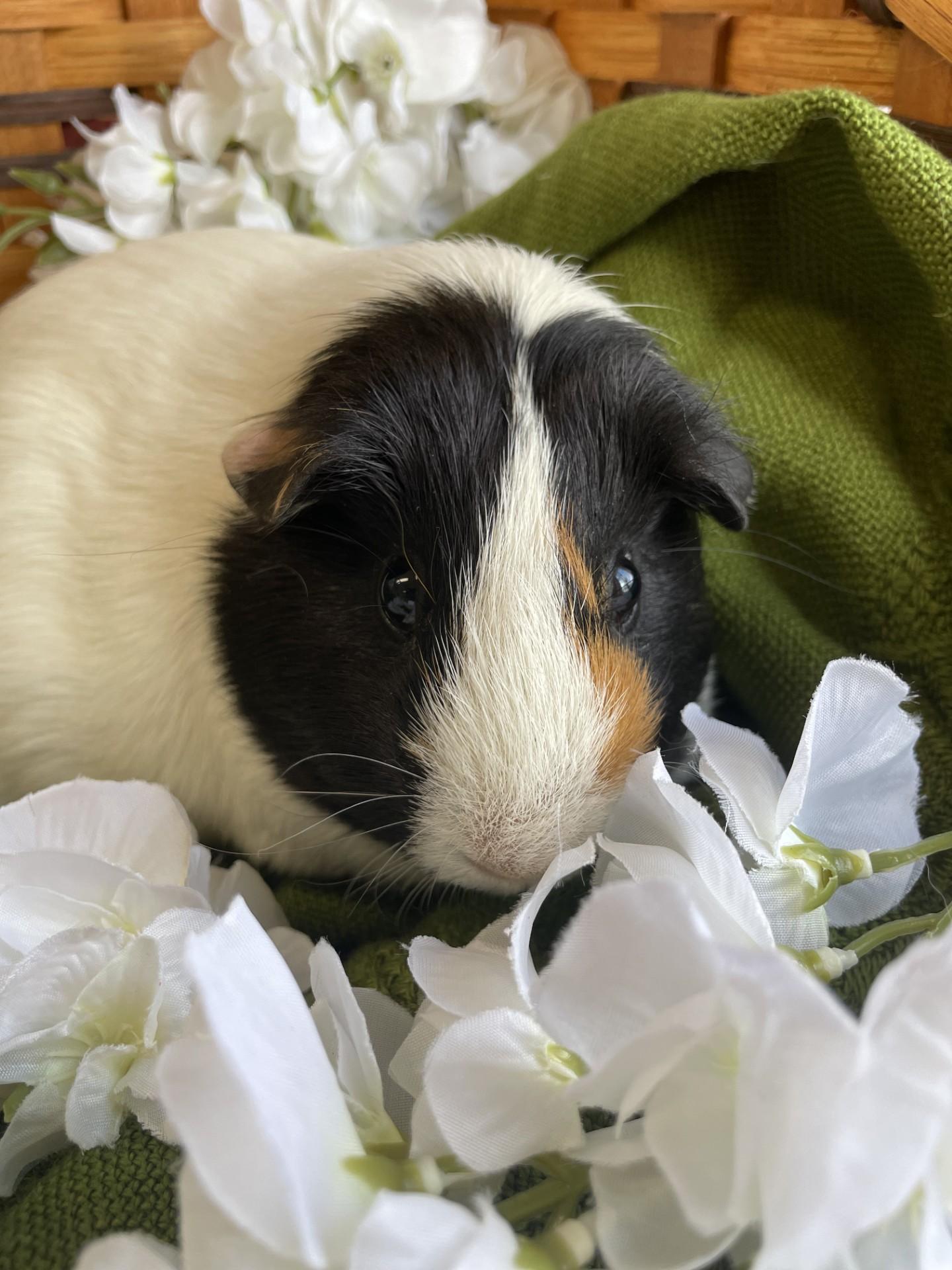 Libby, adoptable, Young Female Guinea Pig.