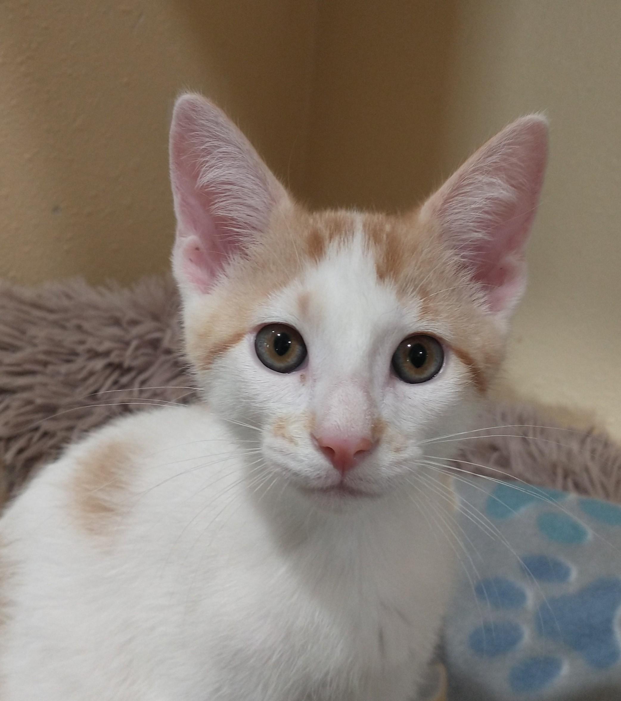 Two Step, ADOPTABLE, Kitten Male Domestic Short Hair.