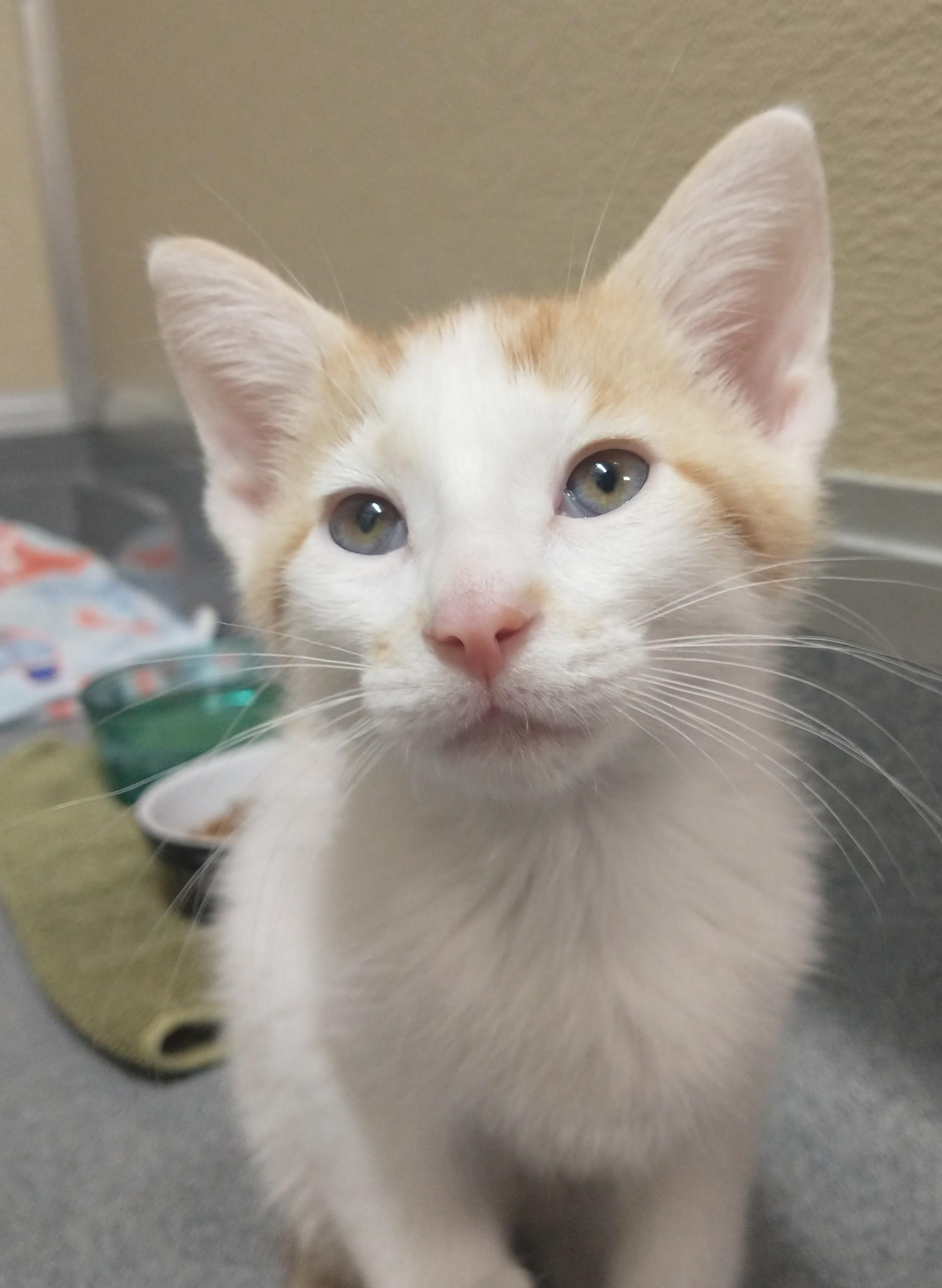Two Step, a ADOPTABLE Domestic Short Hair in Tomah, WI image 2/3