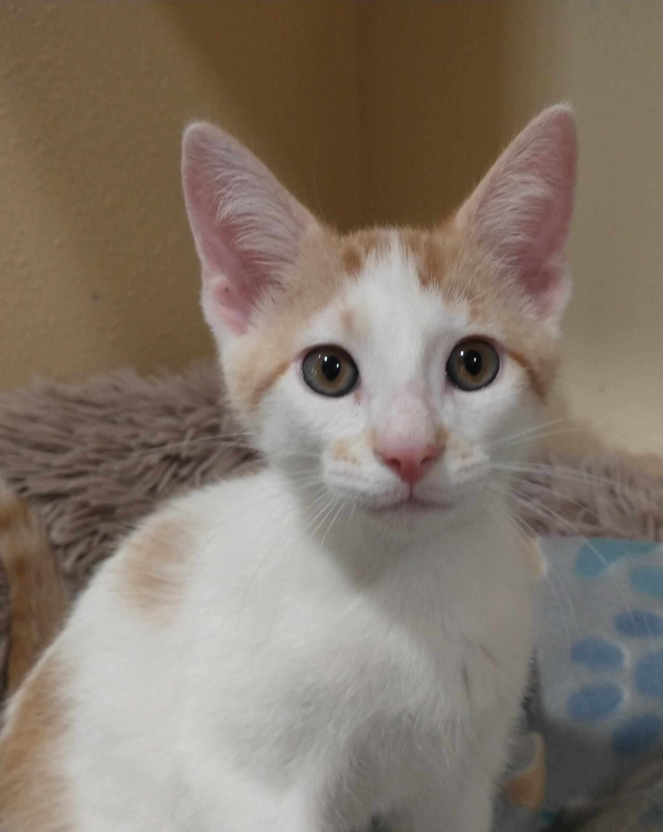 Two Step, a ADOPTABLE Domestic Short Hair in Tomah, WI image 3/3