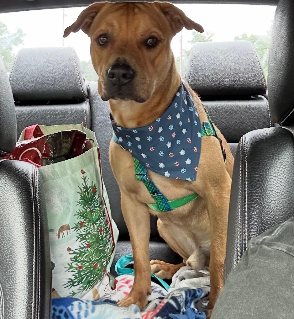 Mateo - The Smiley Guy, a Adoptable mixed breed in HAMPTON, NH image 1/6