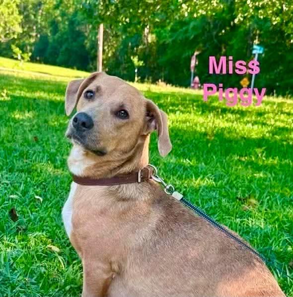 Enlarge MISS PIGGY, a Adoptable mixed breed in Madisonville, LA image 1/3