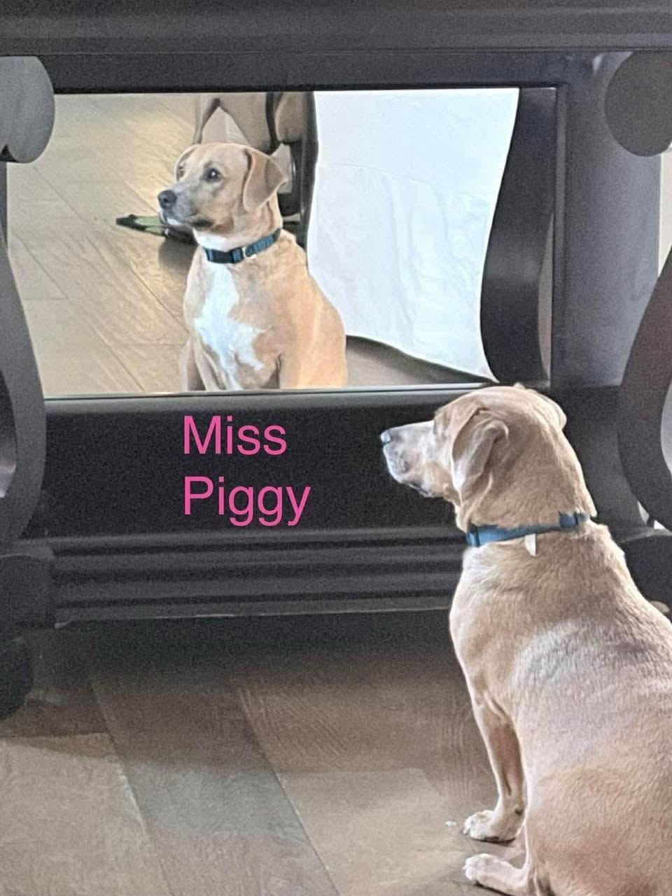 Enlarge MISS PIGGY, a Adoptable mixed breed in Madisonville, LA image 3/3