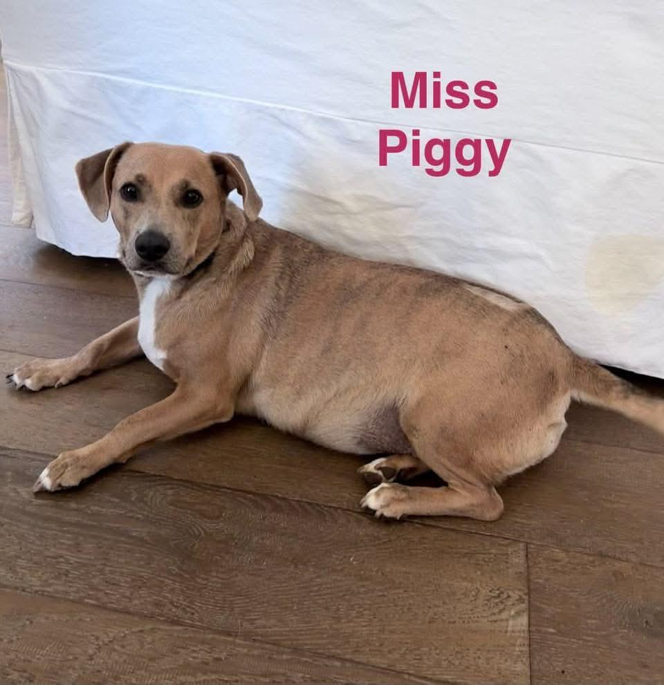 Enlarge MISS PIGGY, a Adoptable mixed breed in Madisonville, LA image 2/3