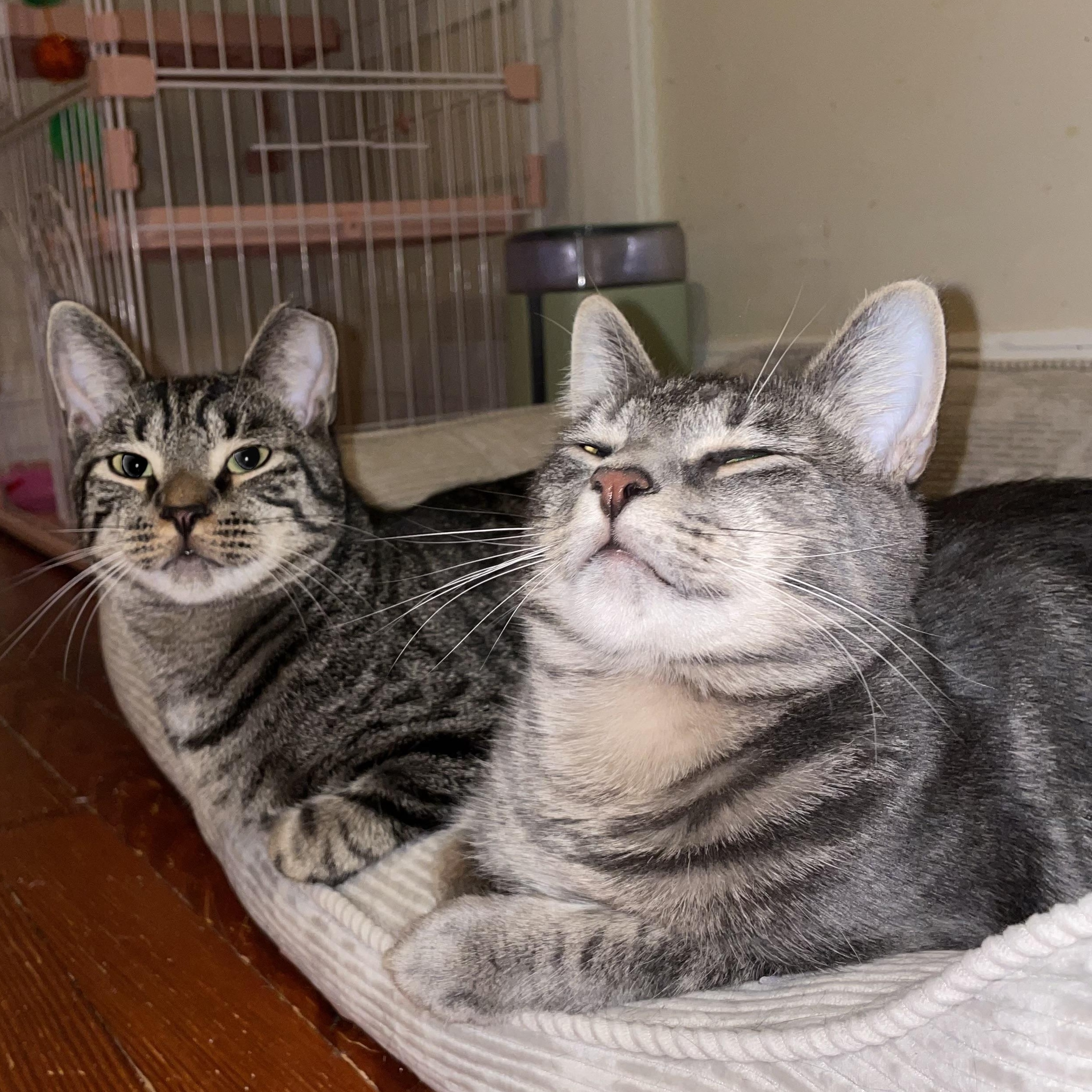 Enlarge Bonded Brothers- Mitch & Howl, a Adoptable American Shorthair in Staten Island , NY image 1/6