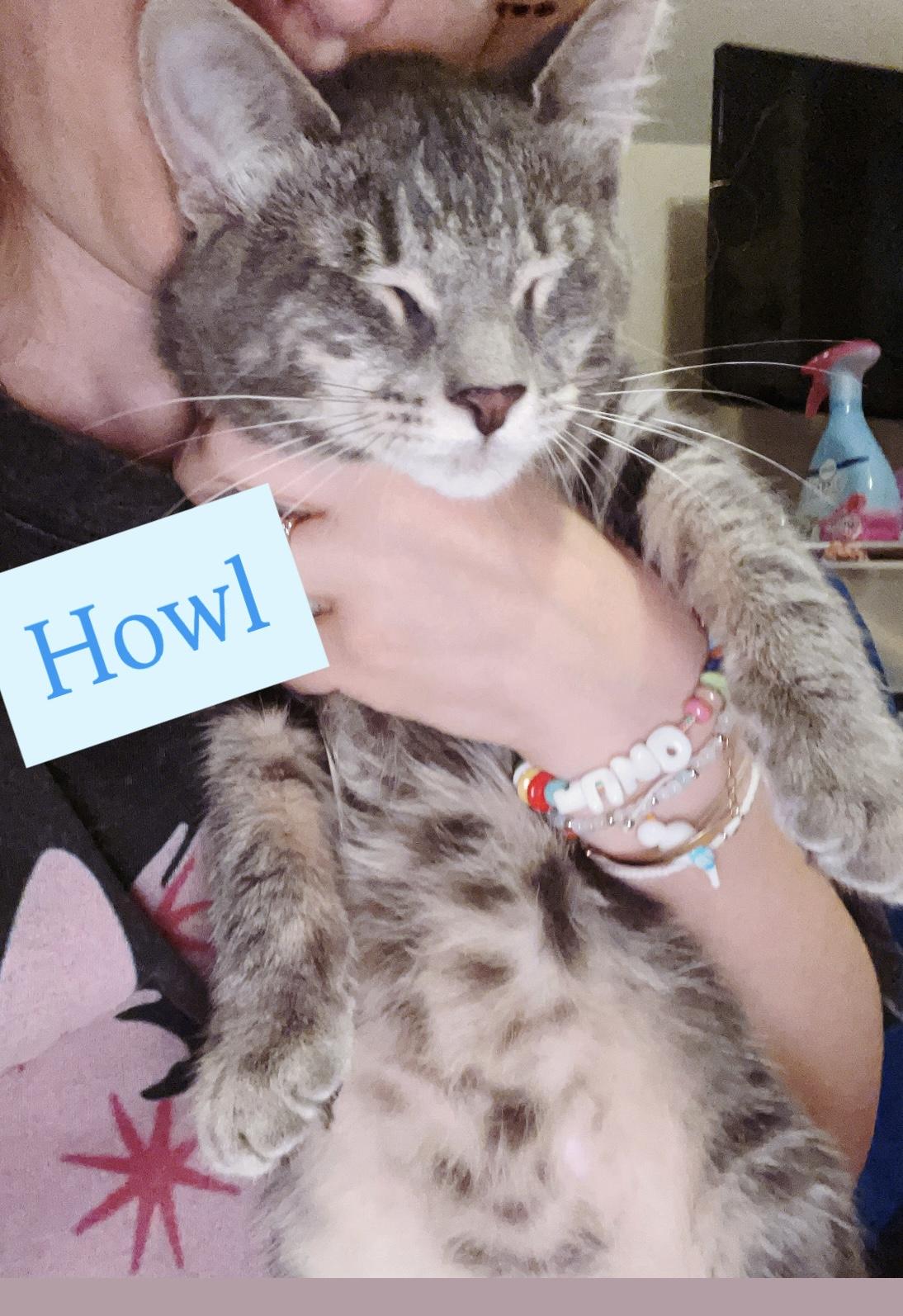 Enlarge Bonded Brothers- Mitch & Howl, a Adoptable American Shorthair in Staten Island , NY image 3/6