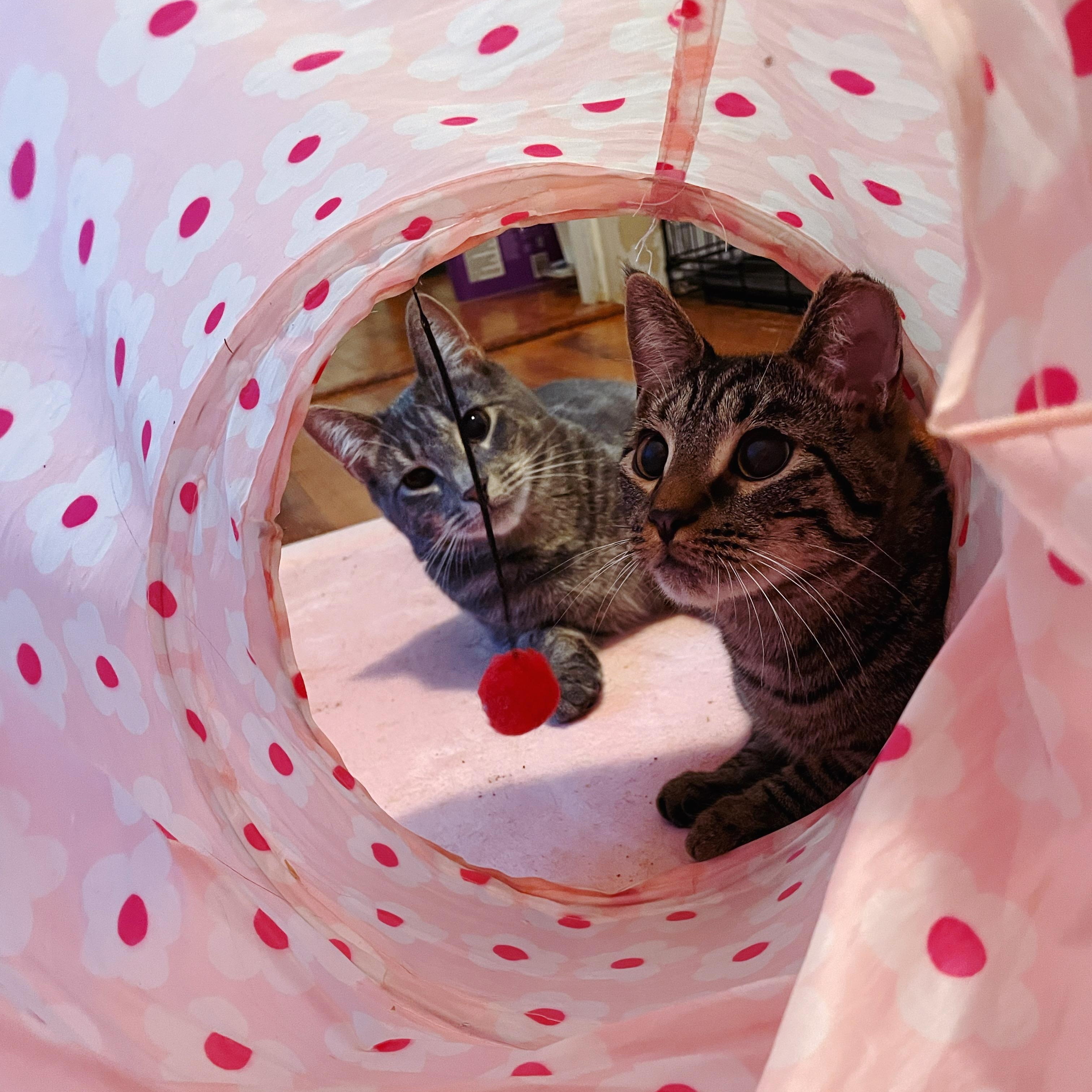 Enlarge Bonded Brothers- Mitch & Howl, a Adoptable American Shorthair in Staten Island , NY image 6/6