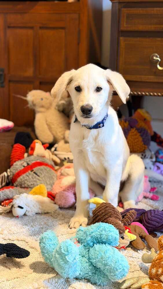 Cirellitina / 7 Up, Adoptable, Puppy Male Labrador Retriever & Mixed Breed.