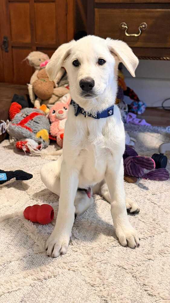 Enlarge Cirellitina / 7 Up, a Adoptable mixed breed in Broomfield, CO image 2/6