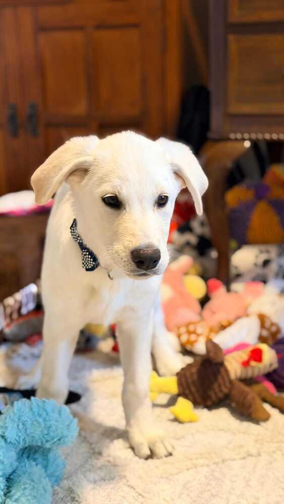 Enlarge Cirellitina / 7 Up, a Adoptable mixed breed in Broomfield, CO image 3/6