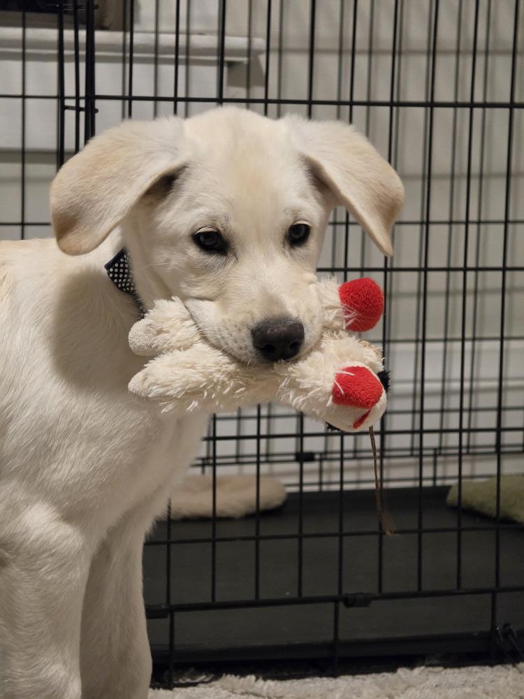 Enlarge Cirellitina / 7 Up, a Adoptable mixed breed in Broomfield, CO image 5/6