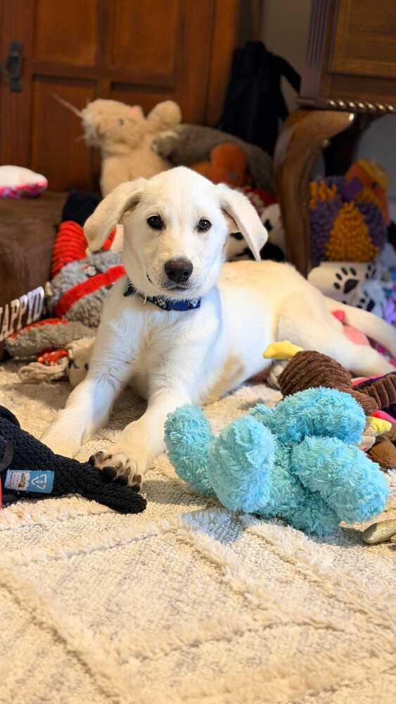 Enlarge Cirellitina / 7 Up, a Adoptable mixed breed in Broomfield, CO image 6/6
