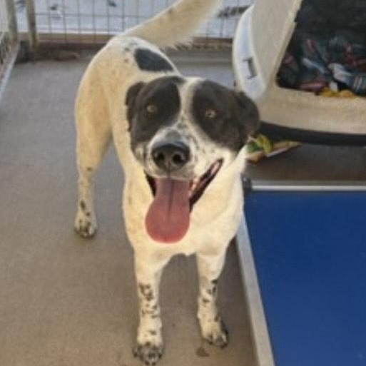 Enlarge Blue Poncho, a Adopted mixed breed in Covington, TX image 1/2